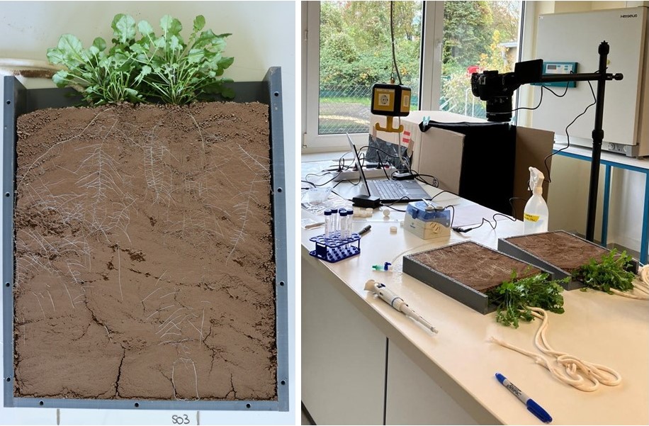 rhizobox rhizobox